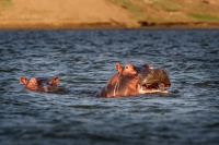 Hroch obojzivelny - Hippopotamus amphibius - Hippopotamus o0210